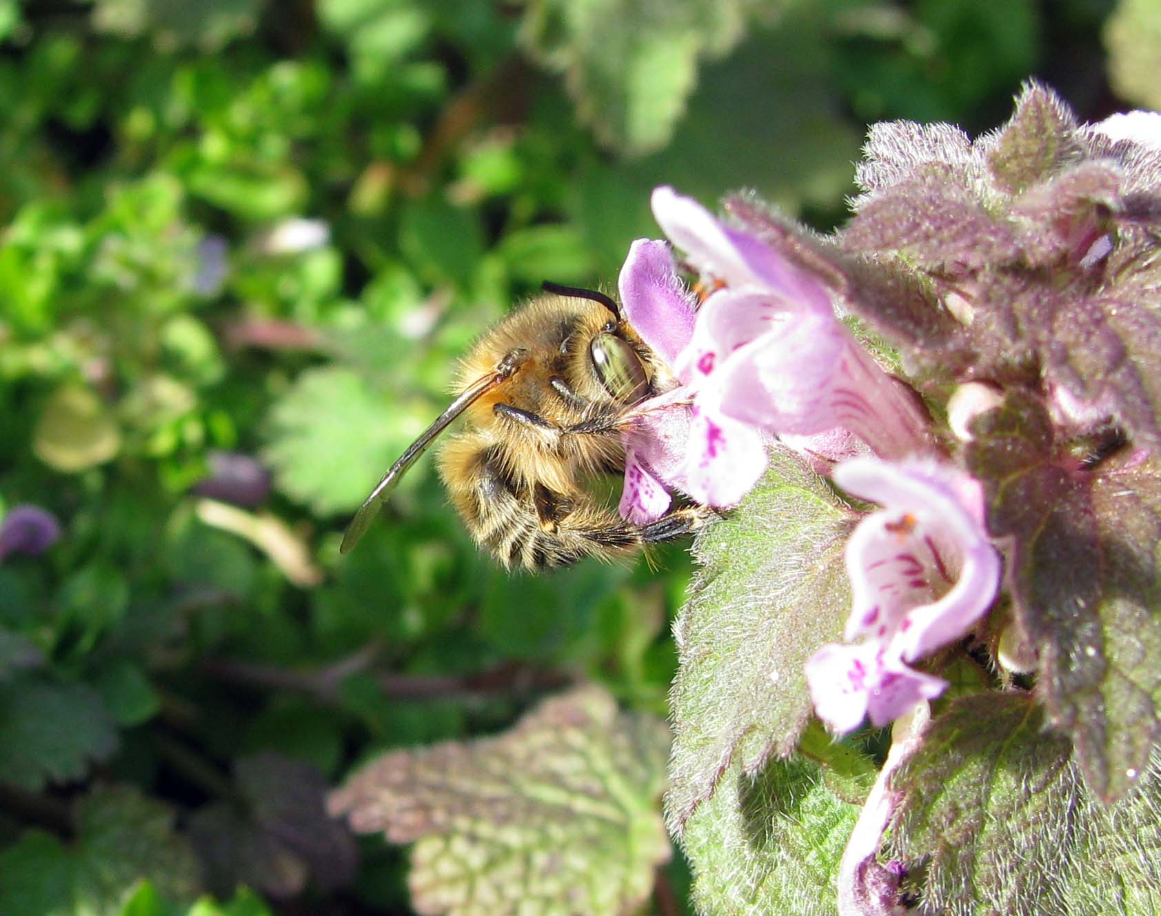 Anthophora sp.